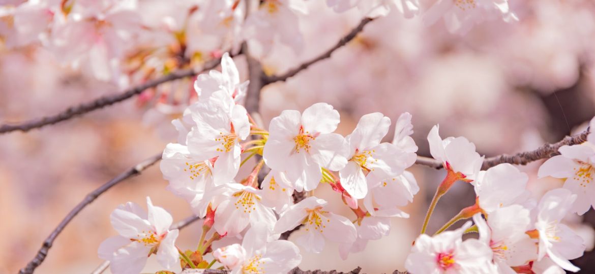 blossomtrees