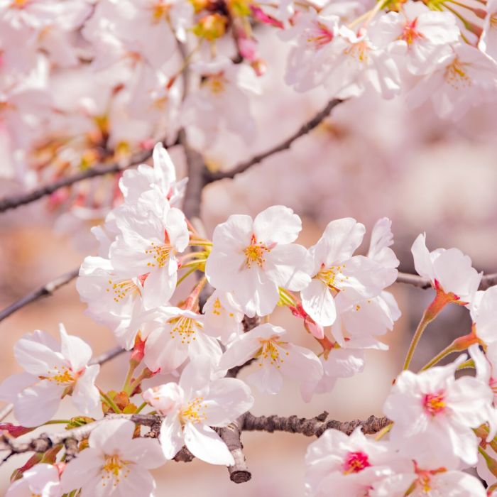 Spring Awakens: A Symphony of Blossoms