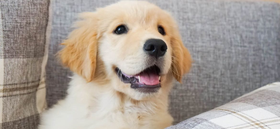 puppy