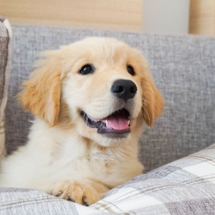 We all love pets – The advantages of AI