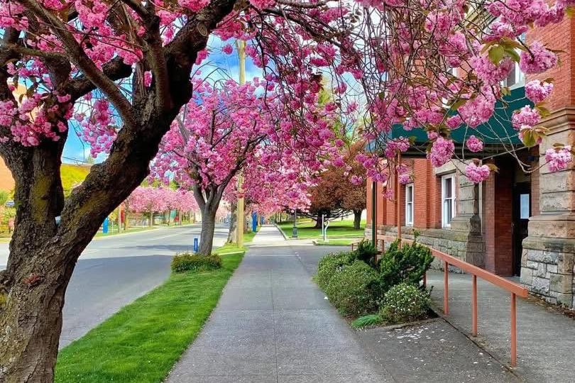 blossoms