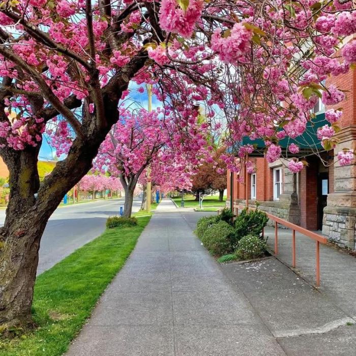 Spring Blossoms